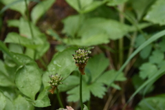 Trollius laxus