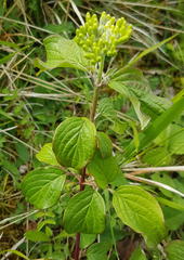 Cornus sanguinea
