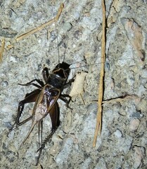 Teleogryllus occipitalis