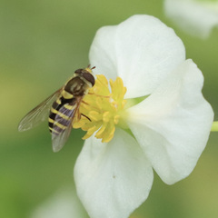 Syrphus opinator