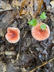 Russula rosacea