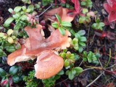 Fungi