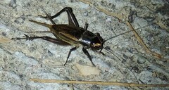 Teleogryllus occipitalis