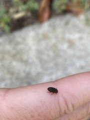 Blapstinus
