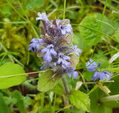 Ajuga reptans