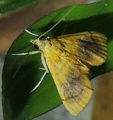 Mabra eryxalis