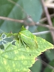 Stictocephala bisonia