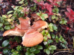 Fungi