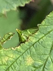 Stictocephala bisonia