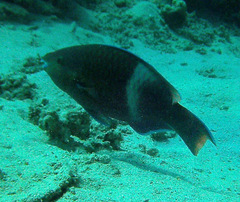 Scarus fuscopurpureus