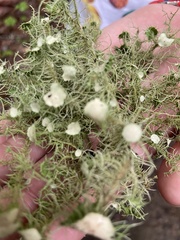Usnea strigosa