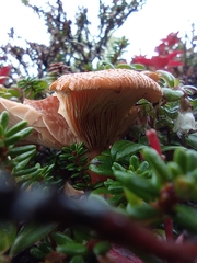 Fungi