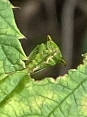 Stictocephala bisonia