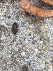 Blapstinus