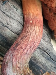 Suillellus luridus