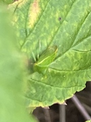 Stictocephala bisonia