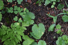 Arnica cordifolia