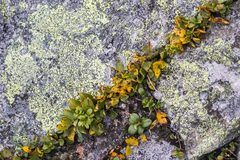 Salix herbacea