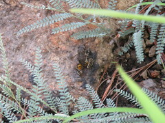 Eleutherodactylus nitidus