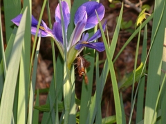 Iris brevicaulis