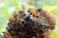 Cylindromyia brassicaria