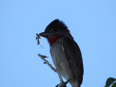 Pachyramphus aglaiae