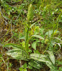 Dactylorhiza fuchsii