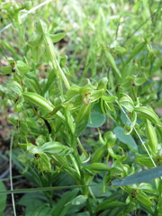 Habenaria jaliscana