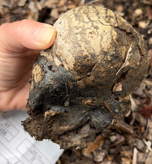 Pisolithus tinctorius