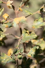 Cronartium ribicola