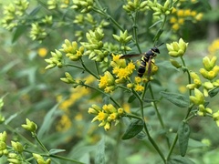 Parancistrocerus perennis