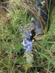 Bombus sonorus