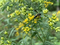 Parancistrocerus perennis