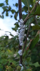 Prociphilus tessellatus