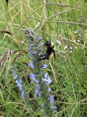 Bombus sonorus