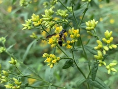 Parancistrocerus perennis