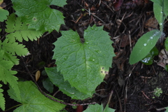 Arnica cordifolia
