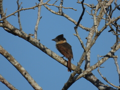 Pachyramphus aglaiae