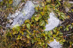 Salix herbacea