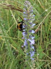 Bombus sonorus