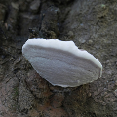Ganoderma megaloma