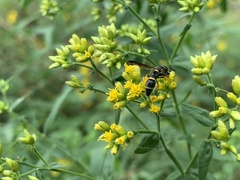 Parancistrocerus perennis