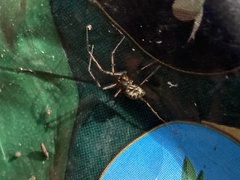 Lepthyphantes