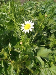 Glebionis coronaria