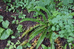 Polystichum lonchitis