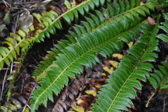Polystichum lonchitis