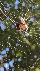 Micrathena