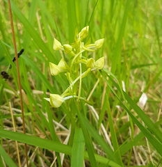 Platanthera chlorantha