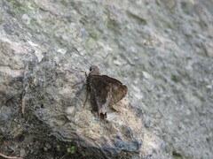 Cogia hippalus hippalus