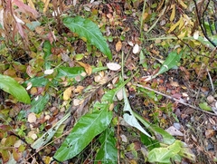 Cirsium heterophyllum